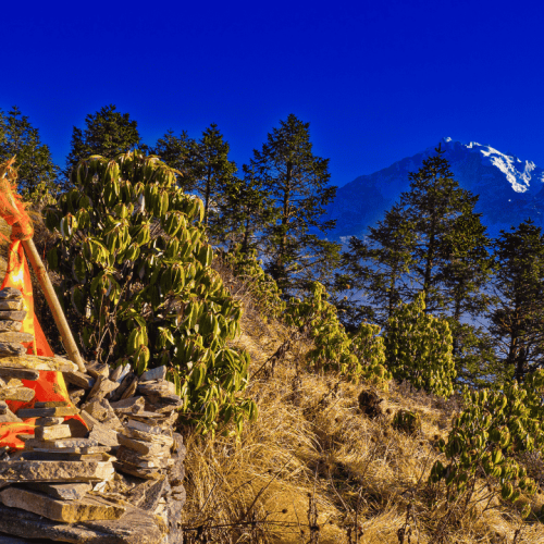 Top 20 Places to Visit in Rishikesh